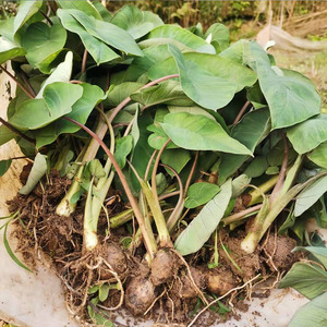 水芋儿苗50株包邮重庆农家现挖现发毛芋艿芋粉糯软滑香小芋头苗