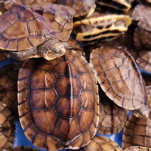 纯种正宗石金钱龟 风水招财南石大龟 乌龟宠物活体龟苗观赏长寿龟