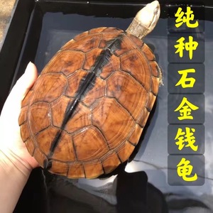 正宗越南石金钱龟苗纯正金钱乌龟活物招财镇宅风水龟观赏小乌龟