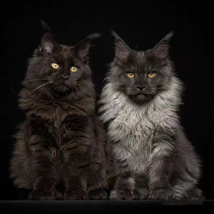 纯种缅因猫幼猫活体烟灰色赛级俄罗斯血统长毛巨型库恩猫宠物猫舍