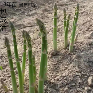 基地直发 芦笋苗根 芦笋苗食用蔬菜苗四季多年生绿植阳台盆栽种植