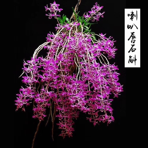 喇叭唇石斛苗兰花卉绿植盆栽植物庭院阳台园艺 带花苞一斤包邮