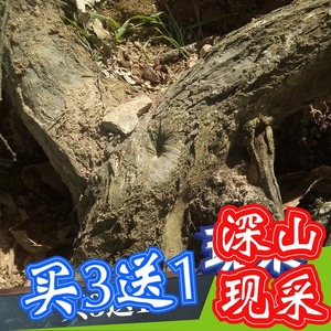 板栗根天然新鲜魁栗毛栗风栗锥栗树根板栗树根栗根老根树皮树叶