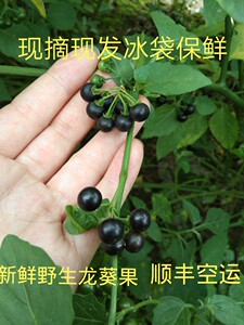 野生新鲜龙葵果500克山茄子甜甜黑端端野葡萄草药野果包邮