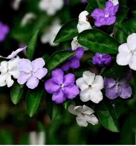 独杆双色茉莉鸳鸯茉莉花苗庭院阳台客厅室外花卉盆栽植物四季开花