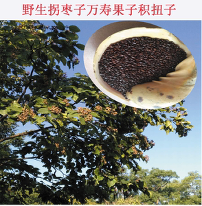野生拐枣子万寿果籽鸡爪籽粤北野生新鲜 药材枳椇子金钩子500g