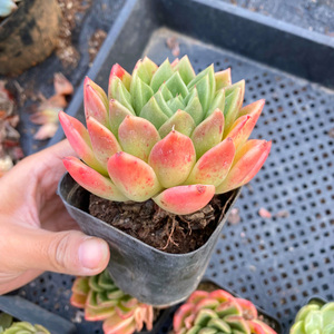 花巷多肉园艺大棚 红玉冬云控养老桩粗桩血斑多肉小贵货一物一拍