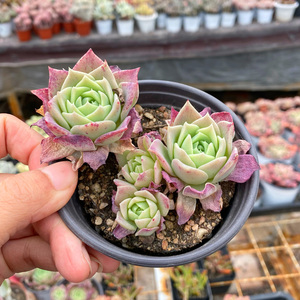 花巷多肉园艺大棚 梅格丽翡翠塔单头群生老桩一物一拍