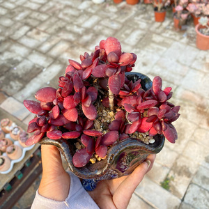 花巷多肉园艺大棚 紫蝶薄叶克拉夫红色多肉老桩大群生易爆盆好养