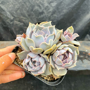 花巷多肉园艺大棚 丽娜莲控养老桩群生普货好养浅紫色肉一物一拍