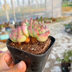 花巷多肉园艺大棚 美人痣控养粗桩老桩东云系血斑品种一物一拍