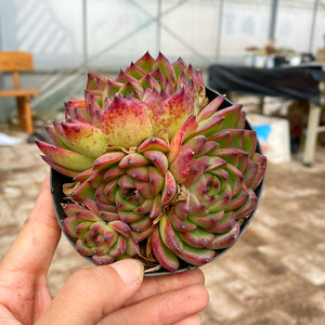 花巷多肉园艺大棚 月亮石控养老桩莲花状大单头新品种一物一拍
