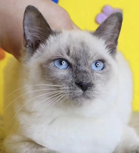 暹罗猫咪活体挖煤猫黑脸猫活物英短暹罗纯种宠物猫泰国幼猫