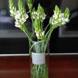 星苑-雀梅│鲜切花家庭云南昆明鲜花基地直发水培花卉花瓶插花