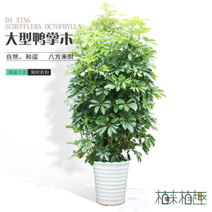 鸭掌木绿植物卵叶花叶鹅掌柴鸭脚木盆栽室内种子净化空气大型