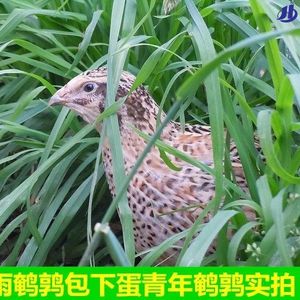 鸟繁殖天天易活饲胸宠物养维下蛋鸡沙种下蛋苗青年活体蓝鹌鹑鹌鹑