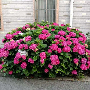 含羞叶1.5加仑绣球 大花苞多花苞 室内外 可地栽盆栽 易成活