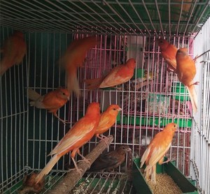 红辣椒玉鸟