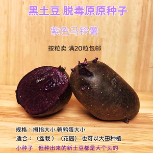 黑金刚土豆脱毒原原种黑美人种子马铃薯种苗洋芋种薯甘肃定西包邮