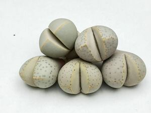 寻仙园 多肉植物 番杏生石花 幻玉春桃玉 迷你趣味 绿植盆栽