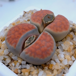 多肉植物红色大单头生石花老桩红窗玉裸根不带土阳台趣味窗台庭院