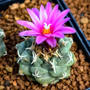 实生赤花娇丽仙人球多肉植物绿植盆栽花卉趣味美观室内阳台好养