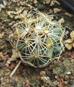 多肉植物实生仙人球狮子奋迅顶花属防辐射绿植盆栽园艺趣味窗台