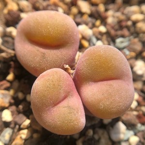 空卡佛肉锥番杏多肉植物迷你绿植盆栽易养阳台窗台庭院美观趣味