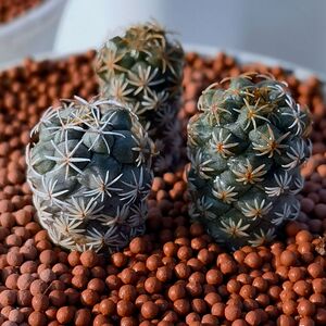 90qwer742939淘宝长城丸仙人球 娇丽属开花多肉植物小苗盆栽花卉