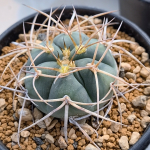 黄刺光琳玉裸萼实生仙人球多肉植物美观趣味提神室内阳台窗台好养