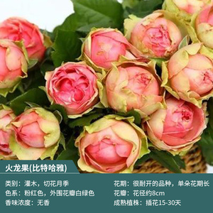 嫁接苗火龙果营养土盆栽月季2加盆