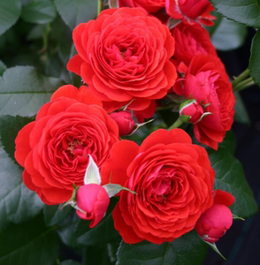 奇卡门廊树桩月季