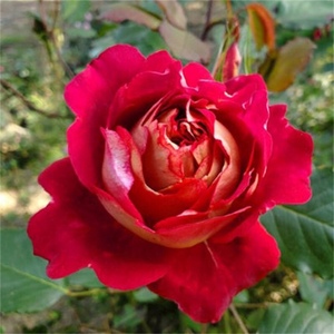 草莓香味品种灌木月季马萨德医生大花浓香玫瑰阳台花园露台花卉