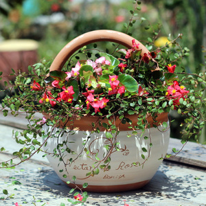 我是陈婉淘宝北欧风现代拼色雕刻手绘工艺陶瓷盆绿植多肉盆栽蝴蝶兰