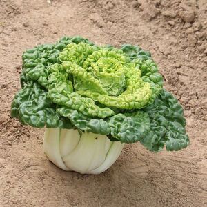 新鲜黄心乌菜青菜上海青白菜露天霜冻5斤26元包邮农家自种