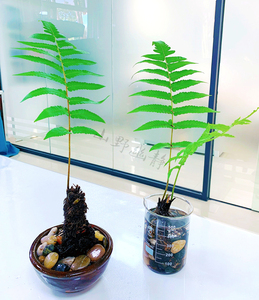 水培蕨类植物乌毛蕨老桩四季常绿耐阴好养室内桌面茶几电视柜摆件