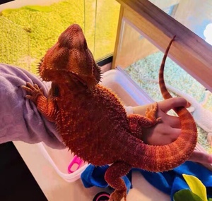 鬃狮蜥蜴活物入门级宠物幼体苗子温顺不咬人红系柑橘超白爬宠粮食