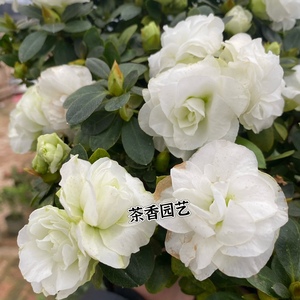 玫瑰花形小五宝杜鹃花盆栽小清新花卉白绿色杜鹃好养的花四季开花