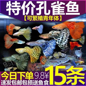 孔雀鱼纯种观赏鱼小型淡水好养热带鱼活体清道夫灯鱼胎生金鱼鱼苗
