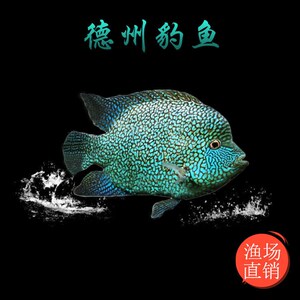 德州豹鱼苗绿巨人德克萨斯活体中大型凶猛观赏热带鱼