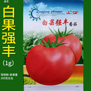 白果强丰1g大西红柿番茄狼茄红粉圆蔬菜种子孑籽蔬菜番蕃柿春夏播