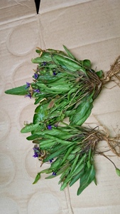 山东野生紫花地丁中材甜地丁草萝卜鸡丁草老鼠布袋扁豆秧包邮