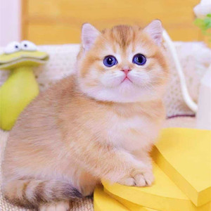 精品猫舍活体纯种宠物猫金渐层幼崽英国短毛猫金黄色小可爱矮脚猫
