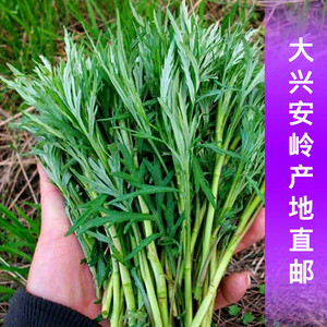 东北大兴安岭野生柳蒿芽四叶菜老山芹纯野生山野菜速冻真空包邮