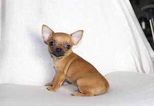 北京纯种吉娃娃狗狗幼犬出售铁包金吉娃娃犬 吉娃娃 超值特价诚信