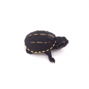 2022果核龟果核蛋龟迷你龟长不大的龟泥龟宠物龟活体