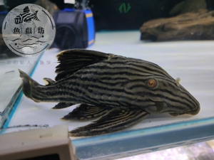 l190 哥伦比亚白金皇冠豹 哥白 南美异形鱼 观赏鱼