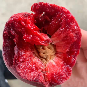 专营店天猫中华血桃树苗南方北方种植嫁接桃树苗盆栽地栽 紫肉血桃苗