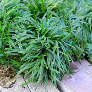 日本矮麦冬草耐寒庭院园林绿化草坪植物矮生麦冬草苗玉龙草 金边