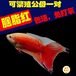 胭脂红中国斗鱼白化红小型冷水鱼原生鱼观赏小鱼好养耐活鱼苗打氧